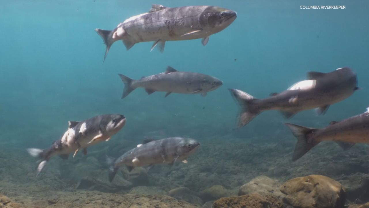 Hydropower is not without its downsides for rivers, fish and other animal habitats.